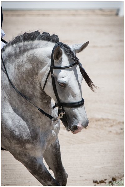 Pferd International 074
